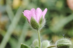 Geranium molle