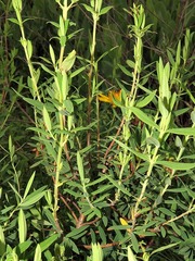 Hypericum revolutum