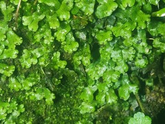 Marchantia emarginata