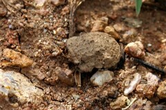 Nerthra grandicollis