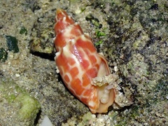 Mitra stictica