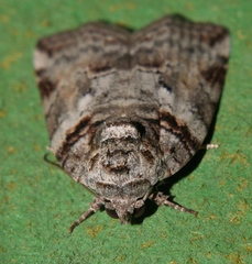 Garella