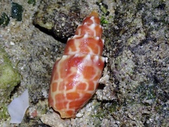 Mitra stictica