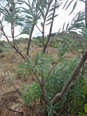 Protea caffra caffra