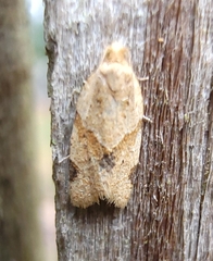 Clepsis peritana