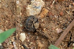 Nerthra grandicollis