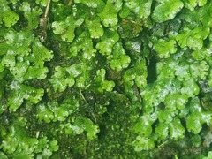 Marchantia emarginata