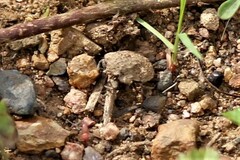 Nerthra grandicollis