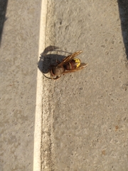Vespa orientalis