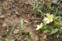 Nerthra grandicollis