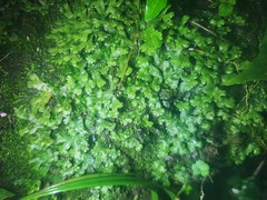 Marchantia emarginata