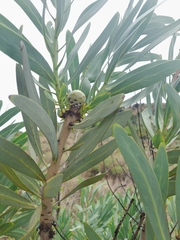 Protea caffra caffra