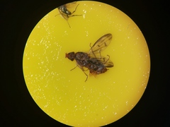 Opomyzidae