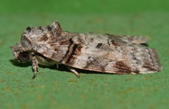 Garella