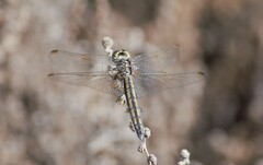 Trithemis pluvialis