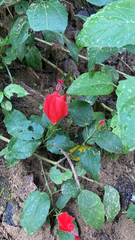 Malvaviscus arboreus