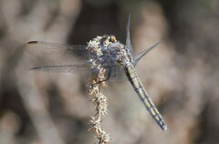 Trithemis pluvialis