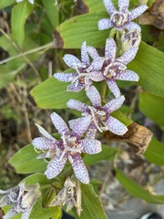 Tricyrtis hirta