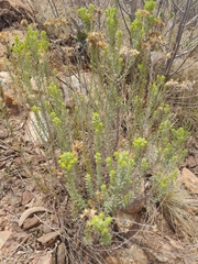 Helichrysum kraussii