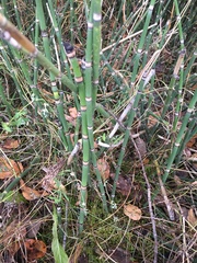 Equisetum