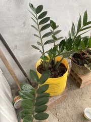 Zamioculcas
