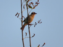 Pycnonotus sinensis