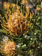 Leucospermum cuneiforme