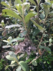 Tarchonanthus littoralis