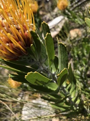 Leucospermum cuneiforme