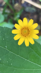 Melampodium divaricatum