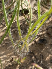 Protea scorzonerifolia