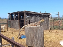 Agama aculeata aculeata