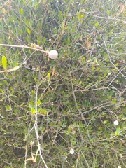 Ancylobothrys capensis