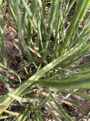 Protea scorzonerifolia