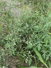 Parthenium hysterophorus