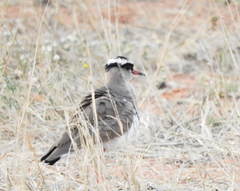 Vanellus coronatus