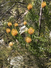 Leucospermum cuneiforme