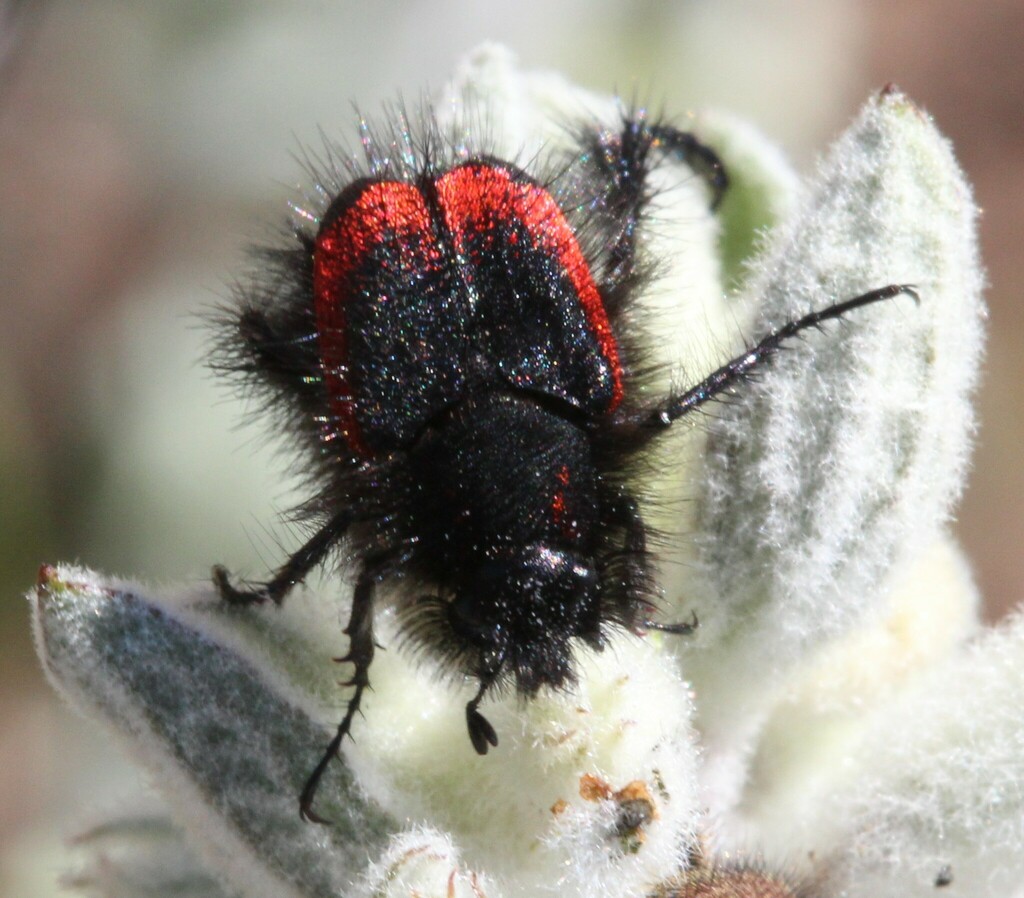 Anisonyx militaris