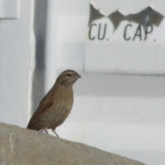 Emberiza impetuani