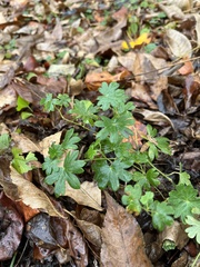 Geranium carolinianum