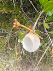 Ancylobothrys capensis