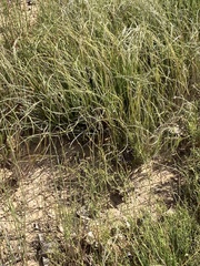 Protea scorzonerifolia