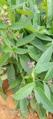 Symphytum officinale
