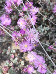 Oscularia deltoides