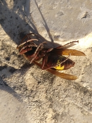 Vespa orientalis