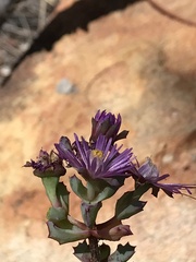 Oscularia deltoides