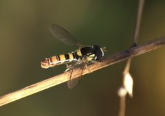 Sphaerophoria contigua