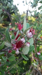 Feijoa