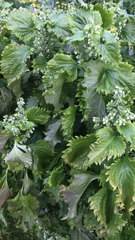 Perilla frutescens