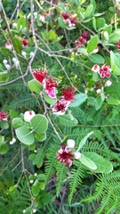 Feijoa